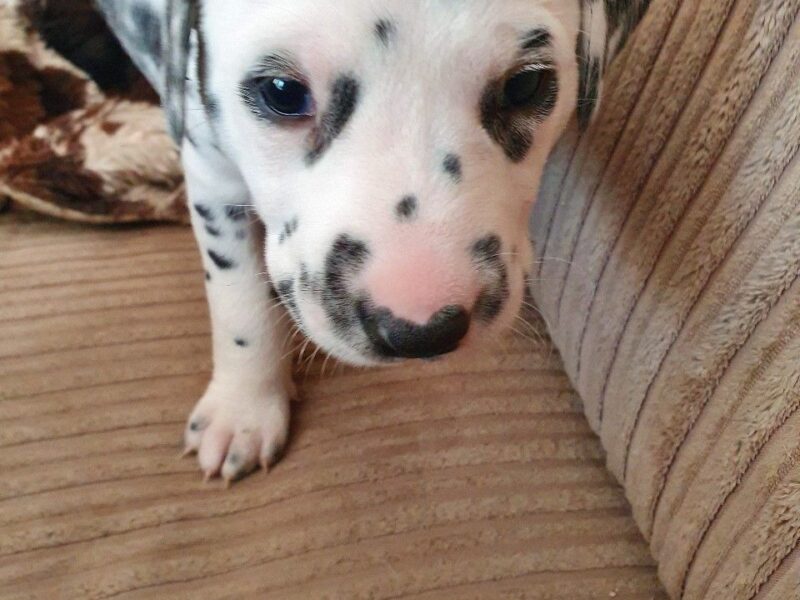 Szczeniaki dalmatyńczyka