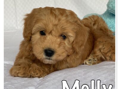 Szczeniaki hawańczyka