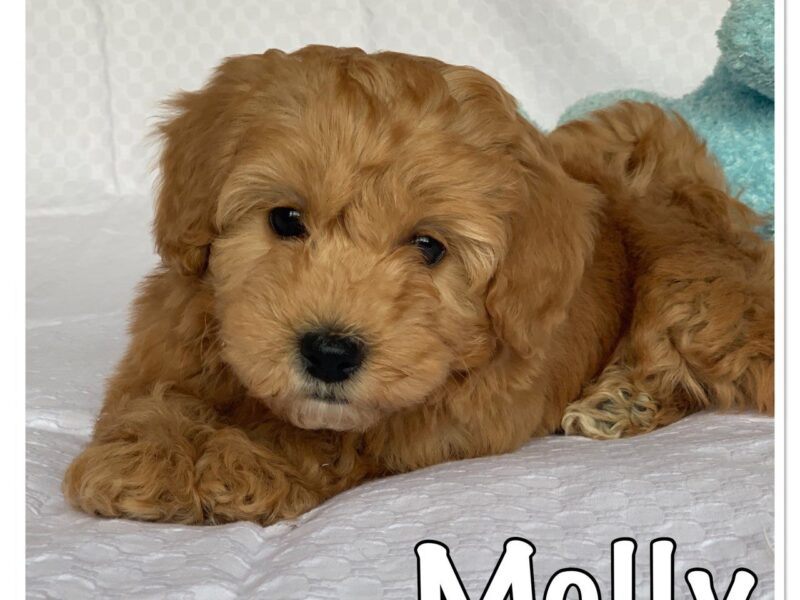 Szczeniaki hawańczyka