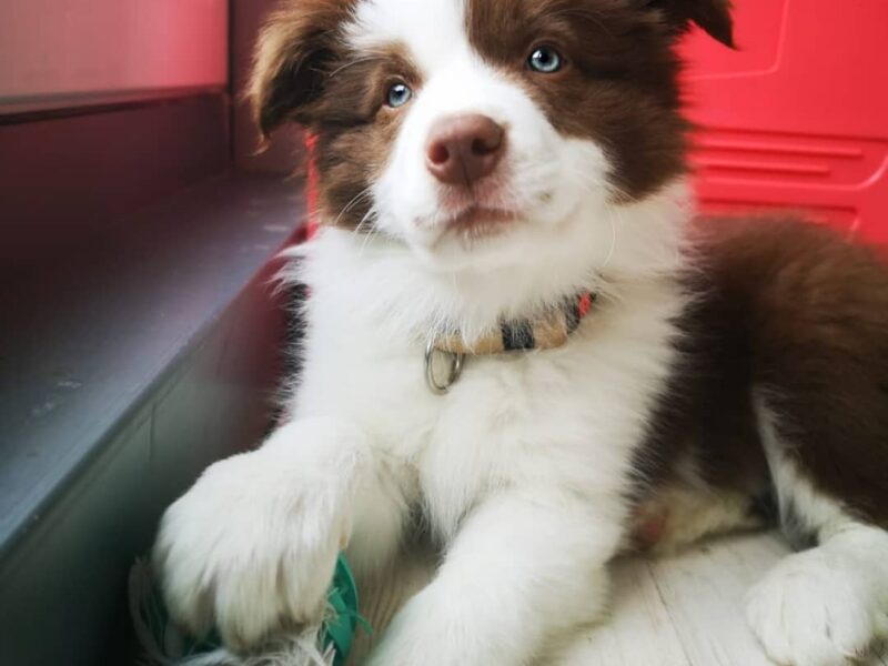 Szczeniaki Border Collie