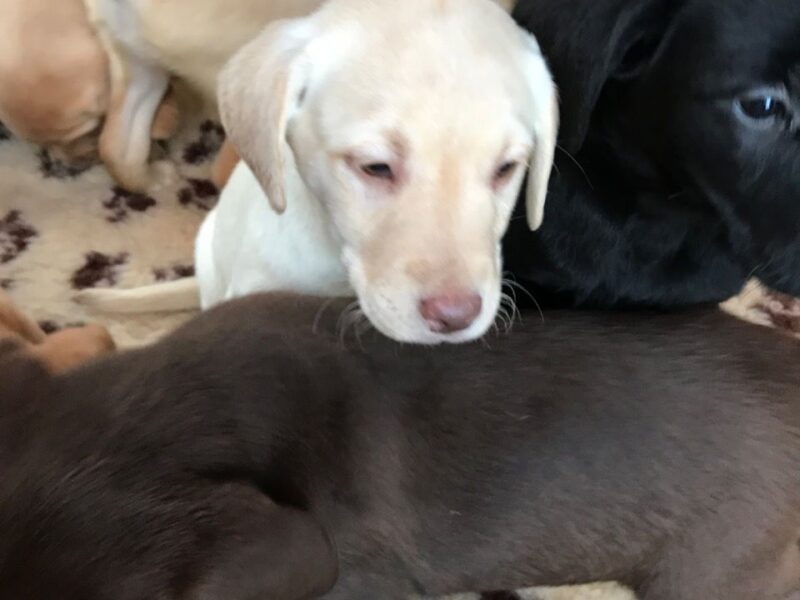 Szczeniaki labradora retrievera.