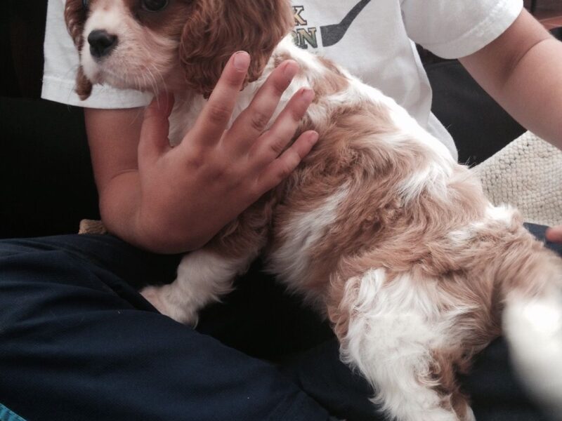 Szczenięta Cavalier King Charles Spaniel