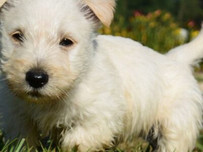 Szczenięta teriera szkockiego