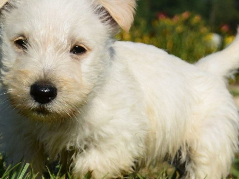 Szczenięta teriera szkockiego