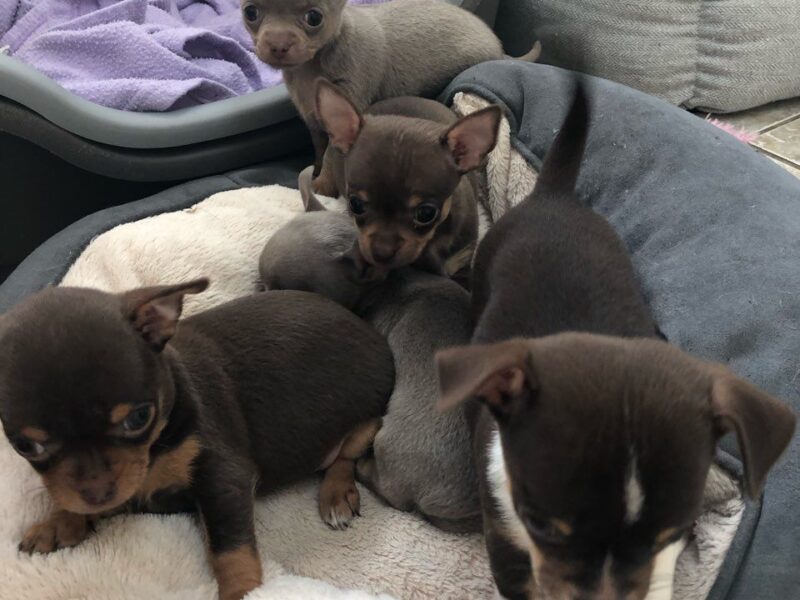 Szczeniaki chihuahua