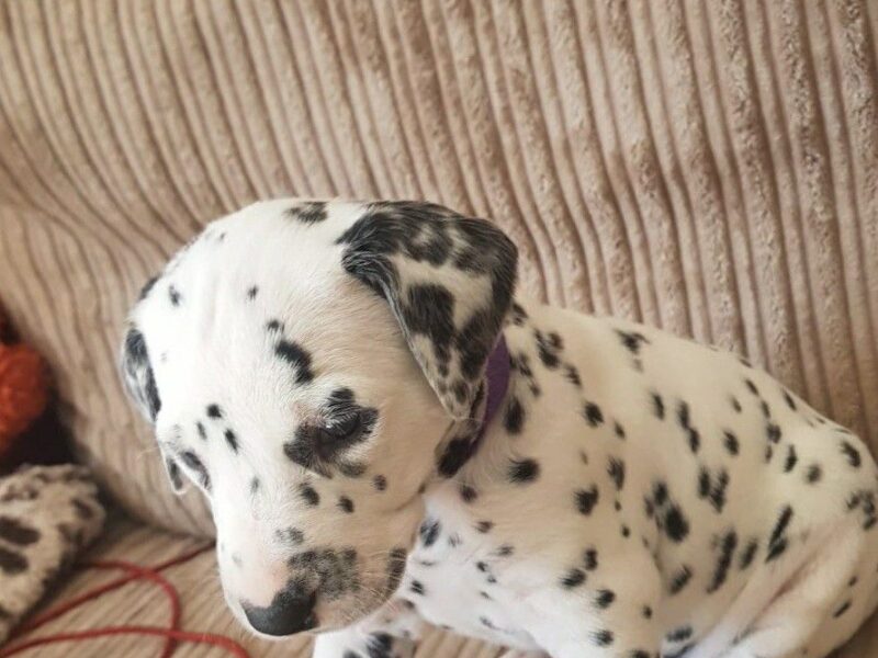 Szczeniaki dalmatyńczyka