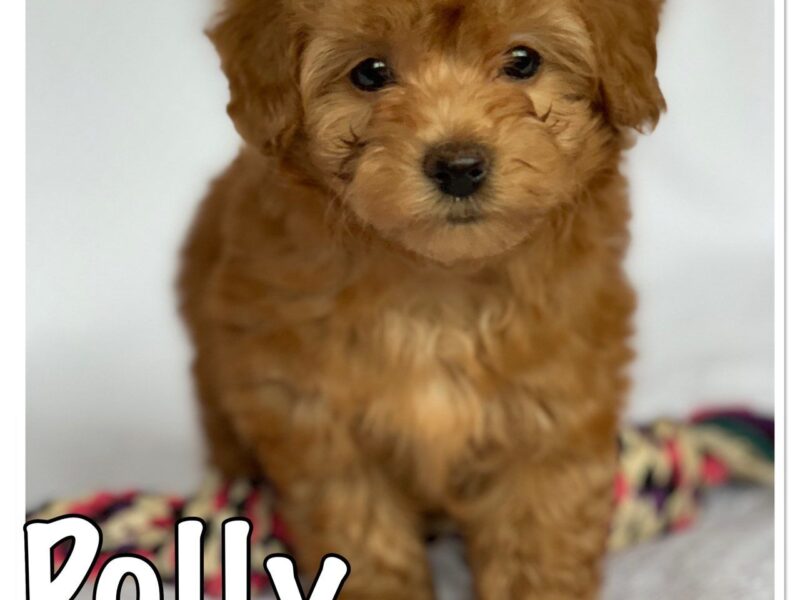 Szczeniaki hawańczyka