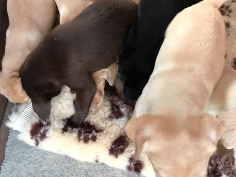 Szczeniaki labradora retrievera.