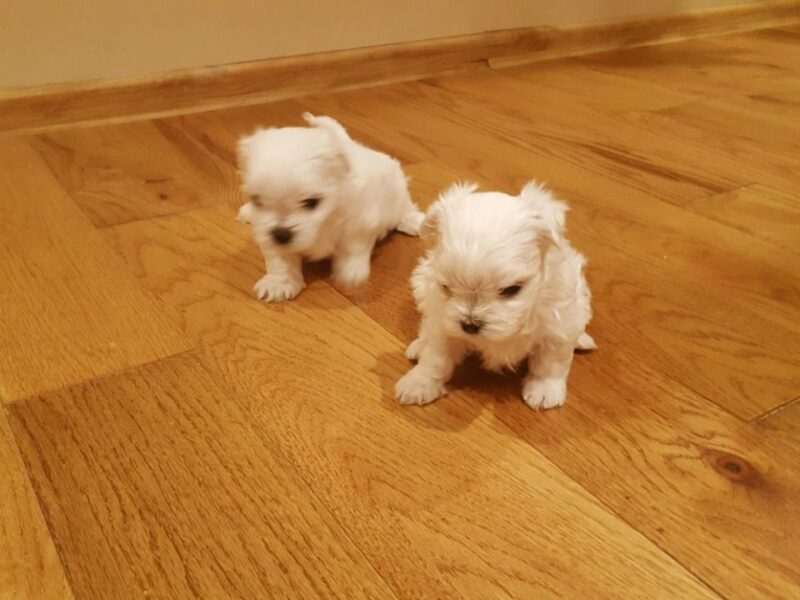 Szczenięta maltańczyka