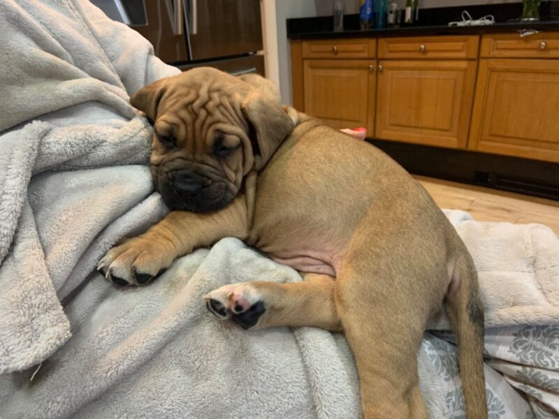 Szczenięta bullmastiffa