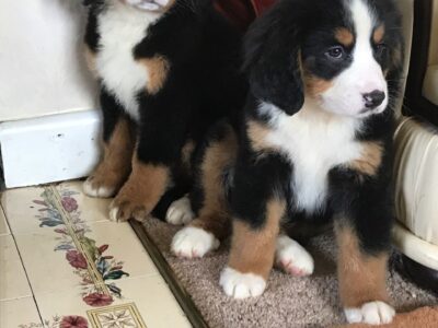 Szczeniaki berneńskiego psa pasterskiego
