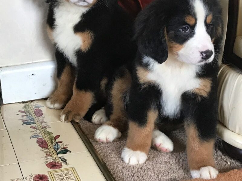 Szczeniaki berneńskiego psa pasterskiego