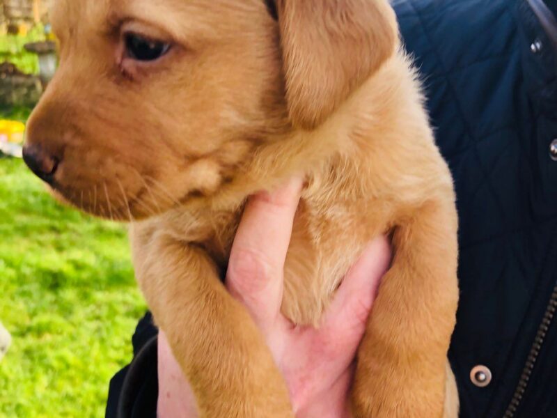 Szczeniaki labradora retrievera.