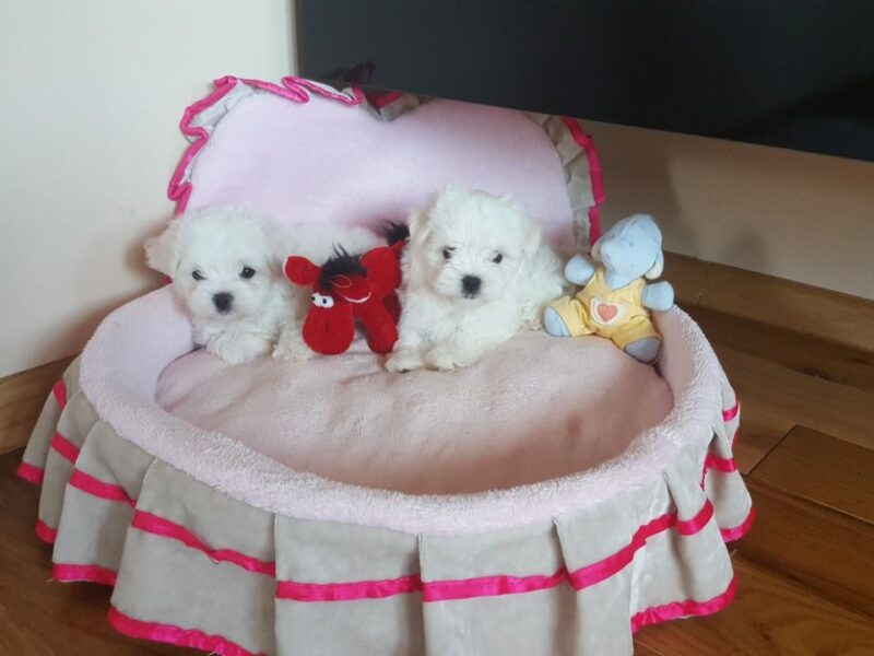 Szczenięta maltańczyka