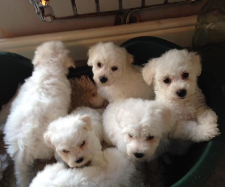 Szczenięta Bichon Frise