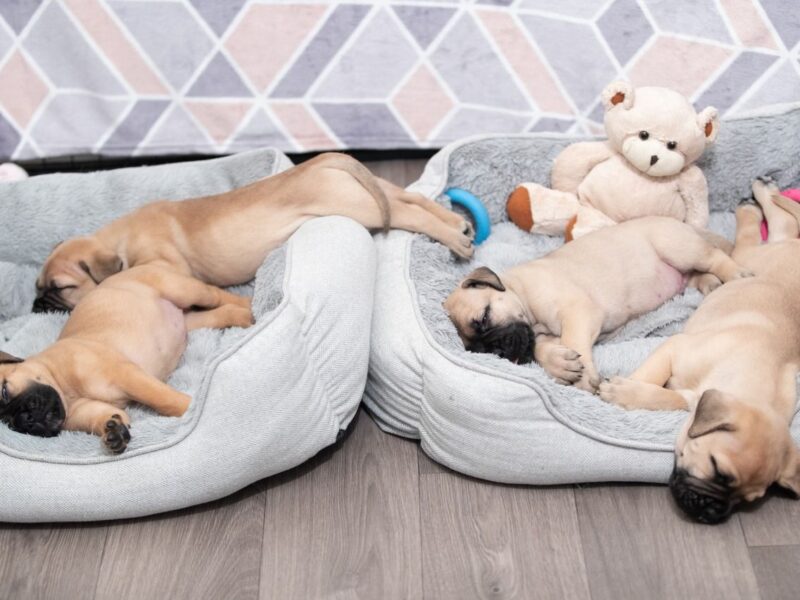 Szczenięta bullmastiffa