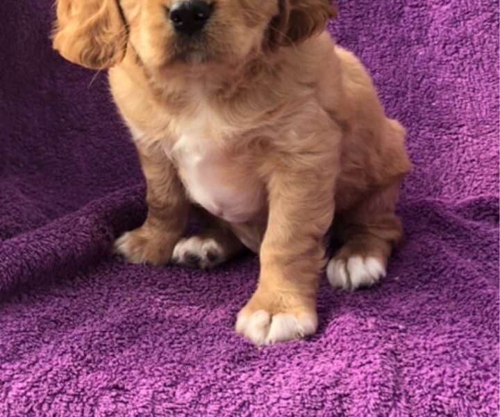 Szczenięta Cavalier King Charles Spaniel