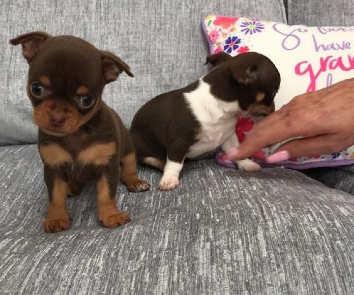 Szczeniaki chihuahua