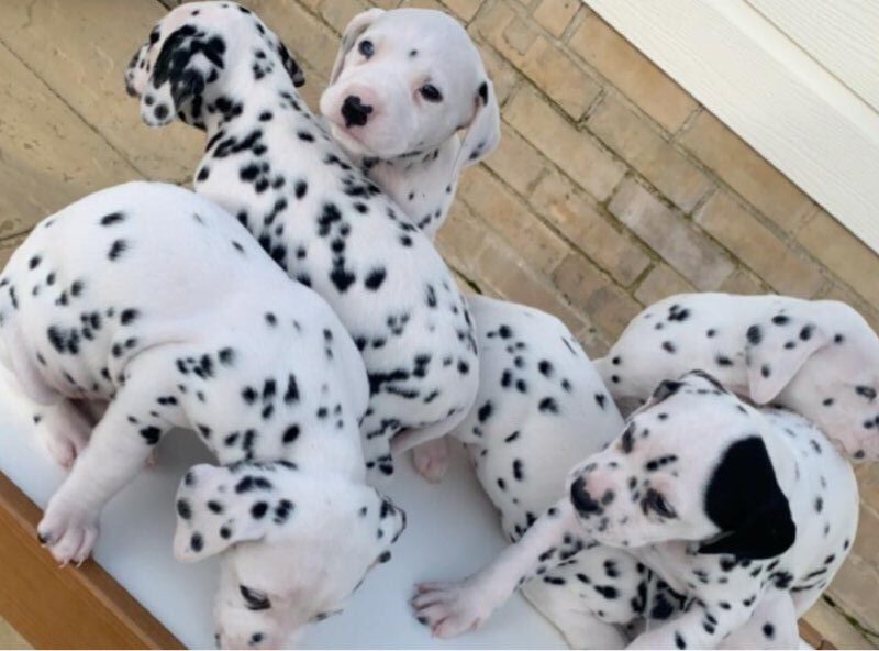 Szczeniaki dalmatyńczyka