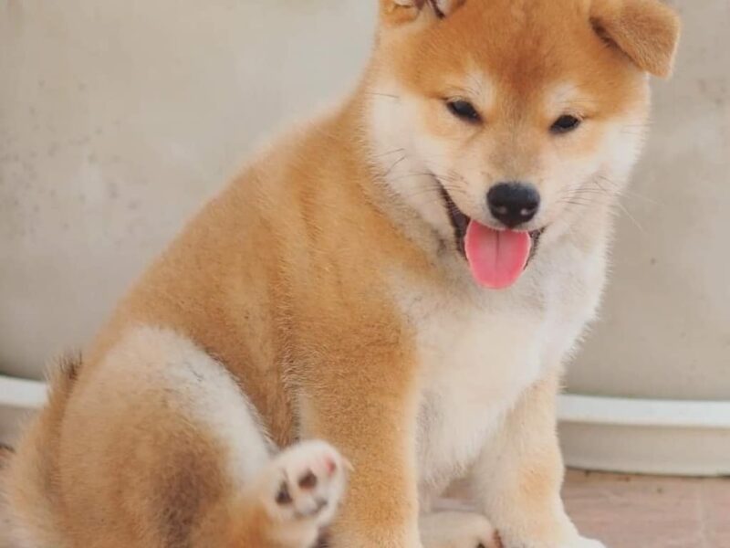 Japoński Shiba Inu