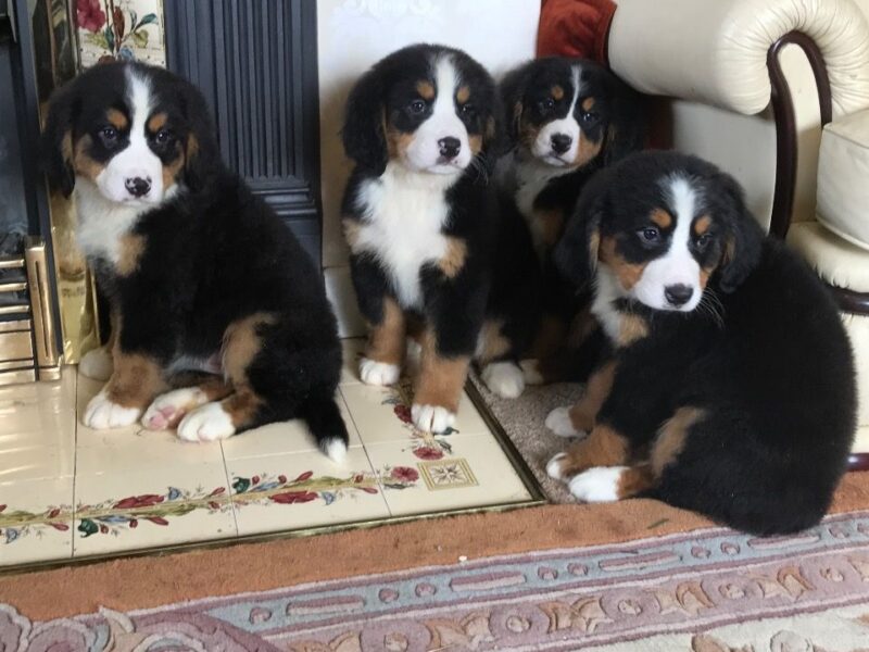 Szczeniaki berneńskiego psa pasterskiego