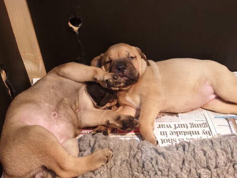 Szczenięta bullmastiffa