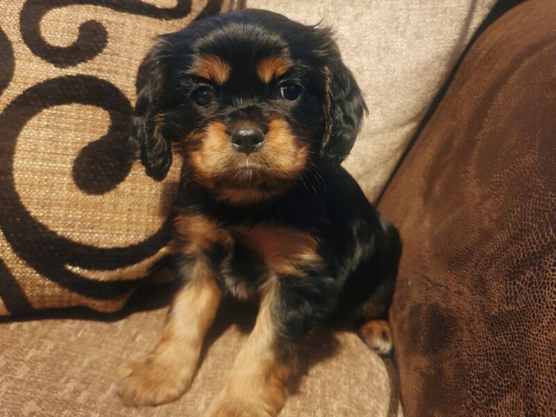 Szczenięta Cavalier King Charles Spaniel