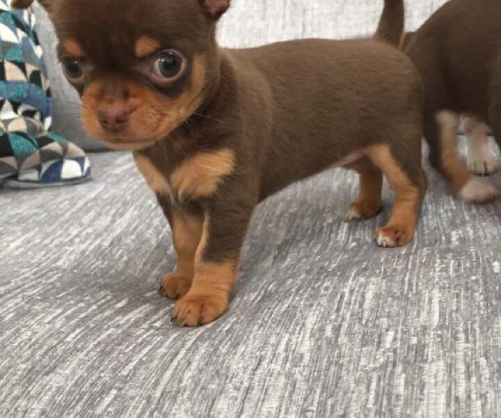 Szczeniaki chihuahua