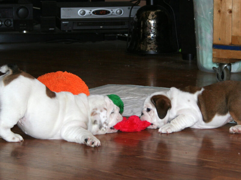 Szczenięta buldoga angielskiego