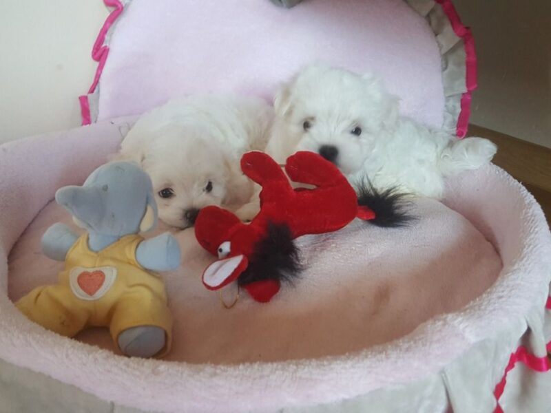 Szczenięta maltańczyka