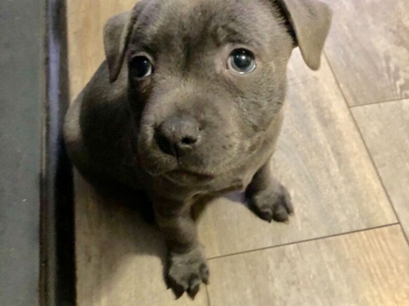 Szczeniaki staffordshire bull terriera