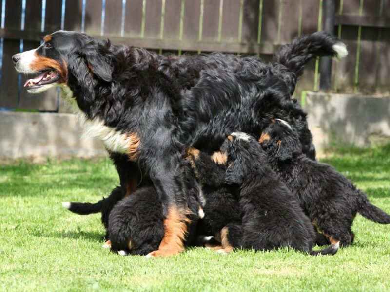 Szczeniaki berneńskiego psa pasterskiego
