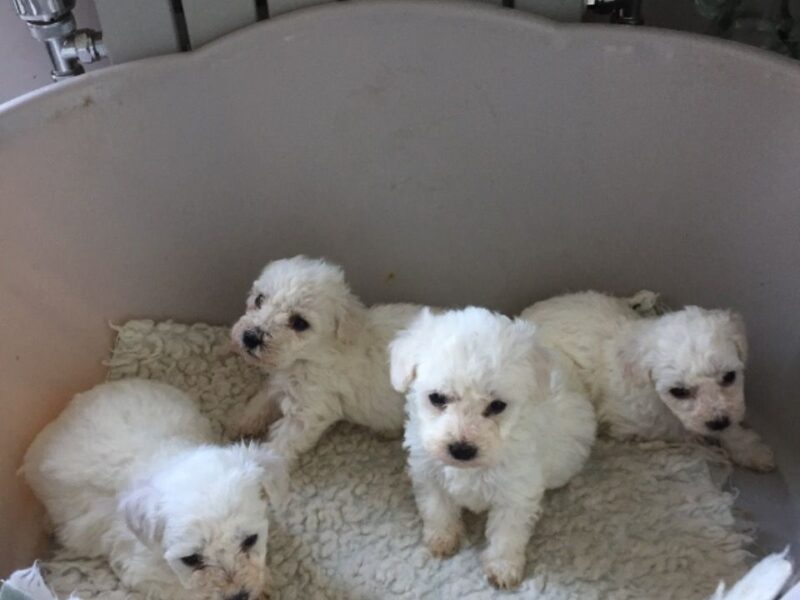 Szczenięta Bichon Frise