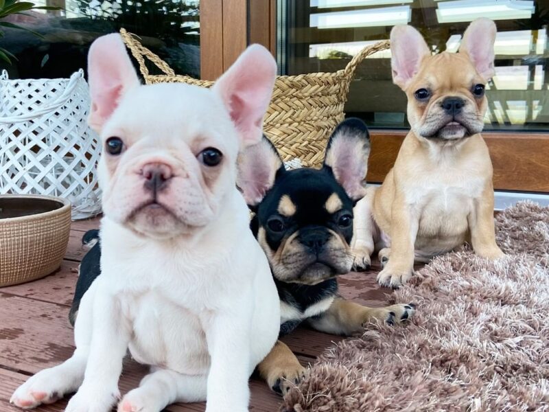 Szczenięta buldoga francuskiego AKC