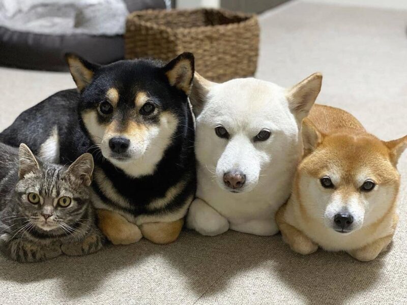 Japoński Shiba Inu