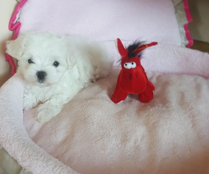 Szczenięta maltańczyka