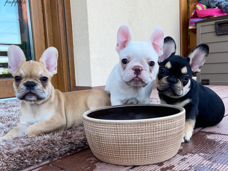 Szczenięta buldoga francuskiego AKC