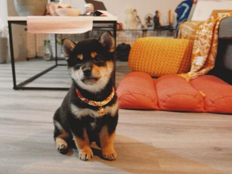 Japoński Shiba Inu