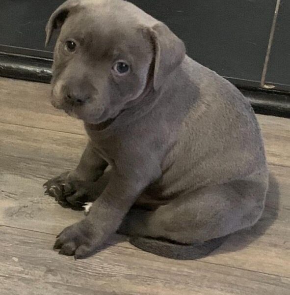 Szczeniaki staffordshire bull terriera