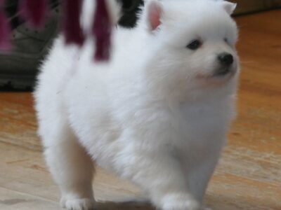 Szczeniaki szpica japońskiego