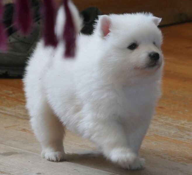 Szczeniaki szpica japońskiego