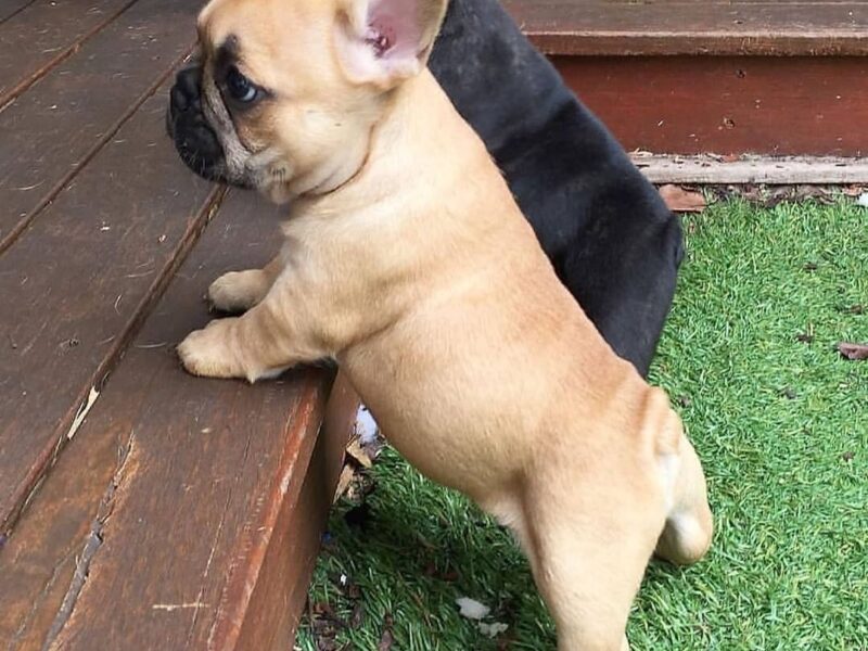 Szczenięta buldoga francuskiego AKC