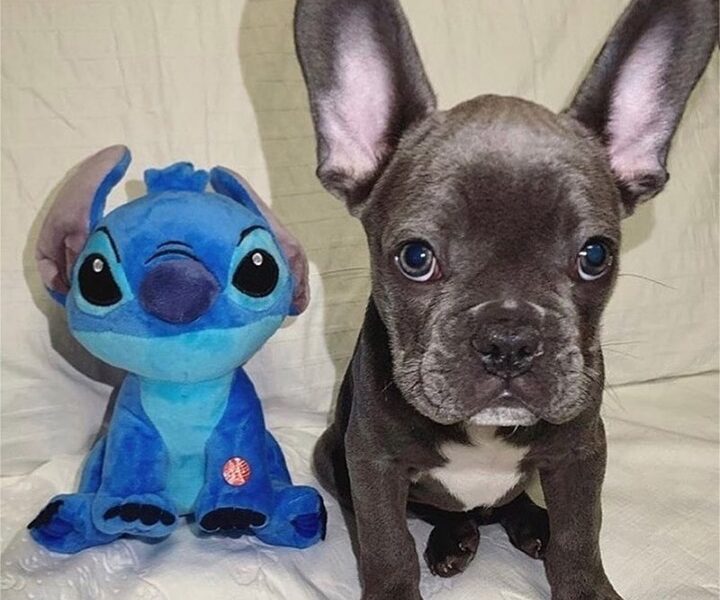 Szczenięta buldoga francuskiego AKC