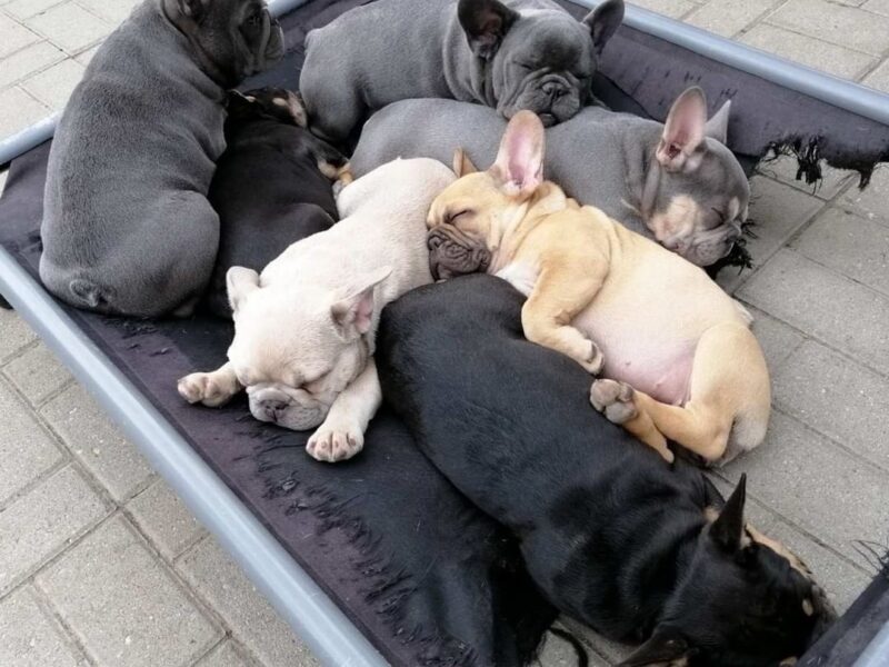 Szczenięta buldoga francuskiego AKC