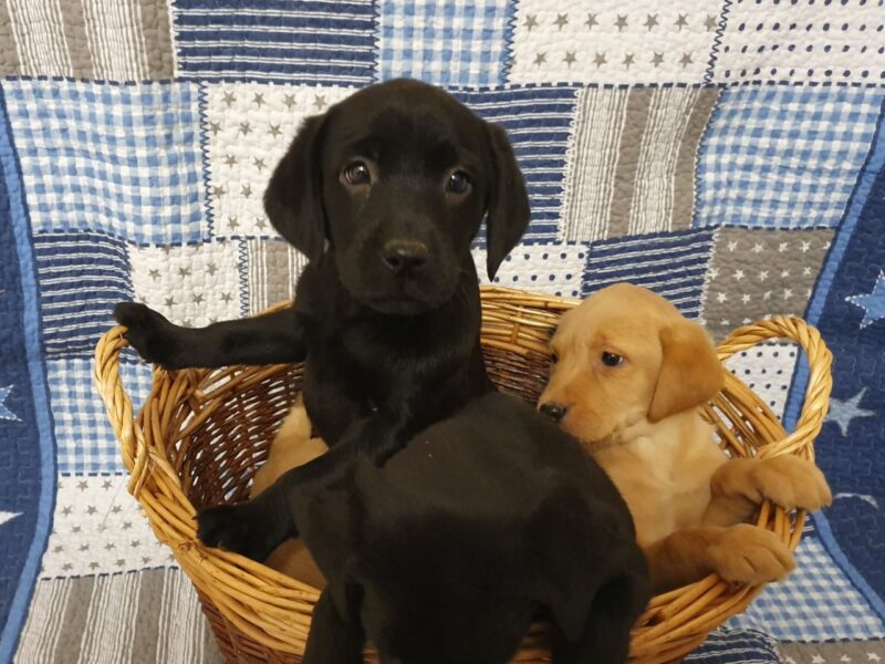 Szczeniaki labradora retrievera.