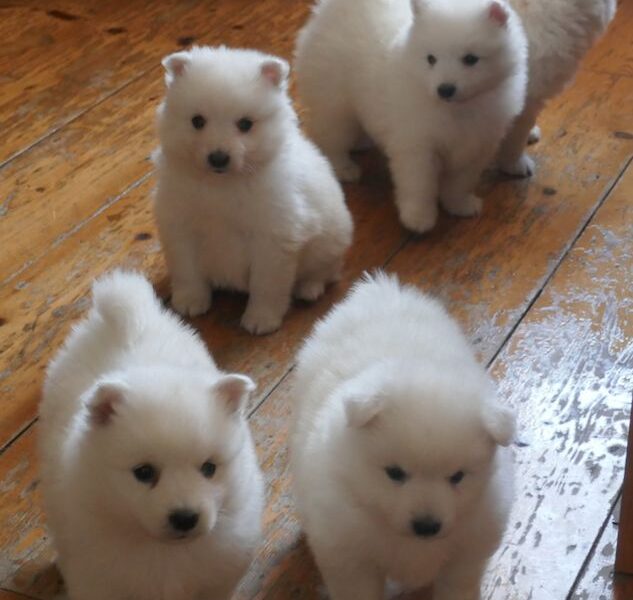 Szczeniaki szpica japońskiego