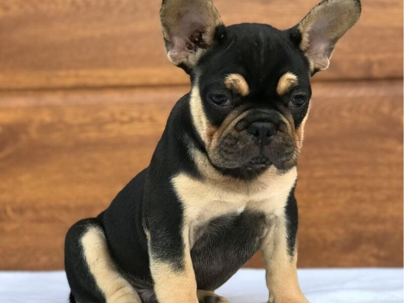 Szczenięta buldoga francuskiego AKC