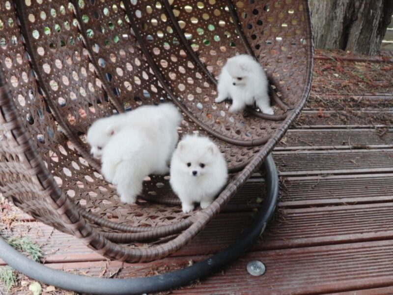 Szczeniaki pomeraniana