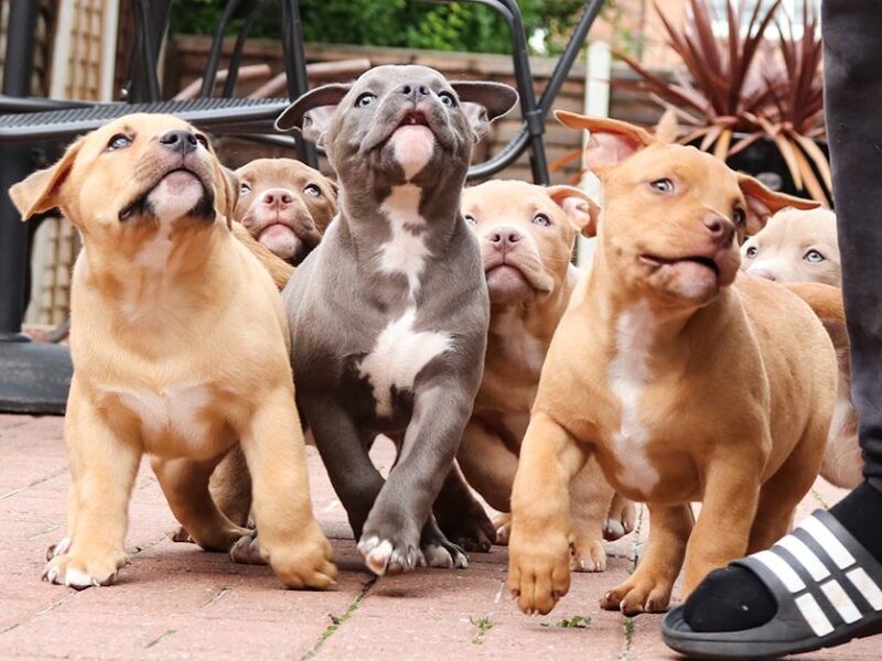 Buldog amerykański.