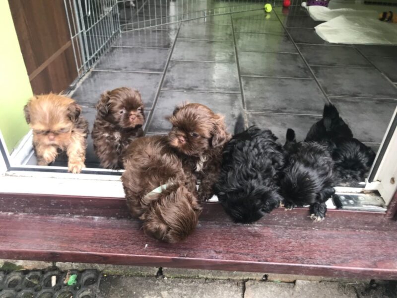 Szczenięta Shih Tzu